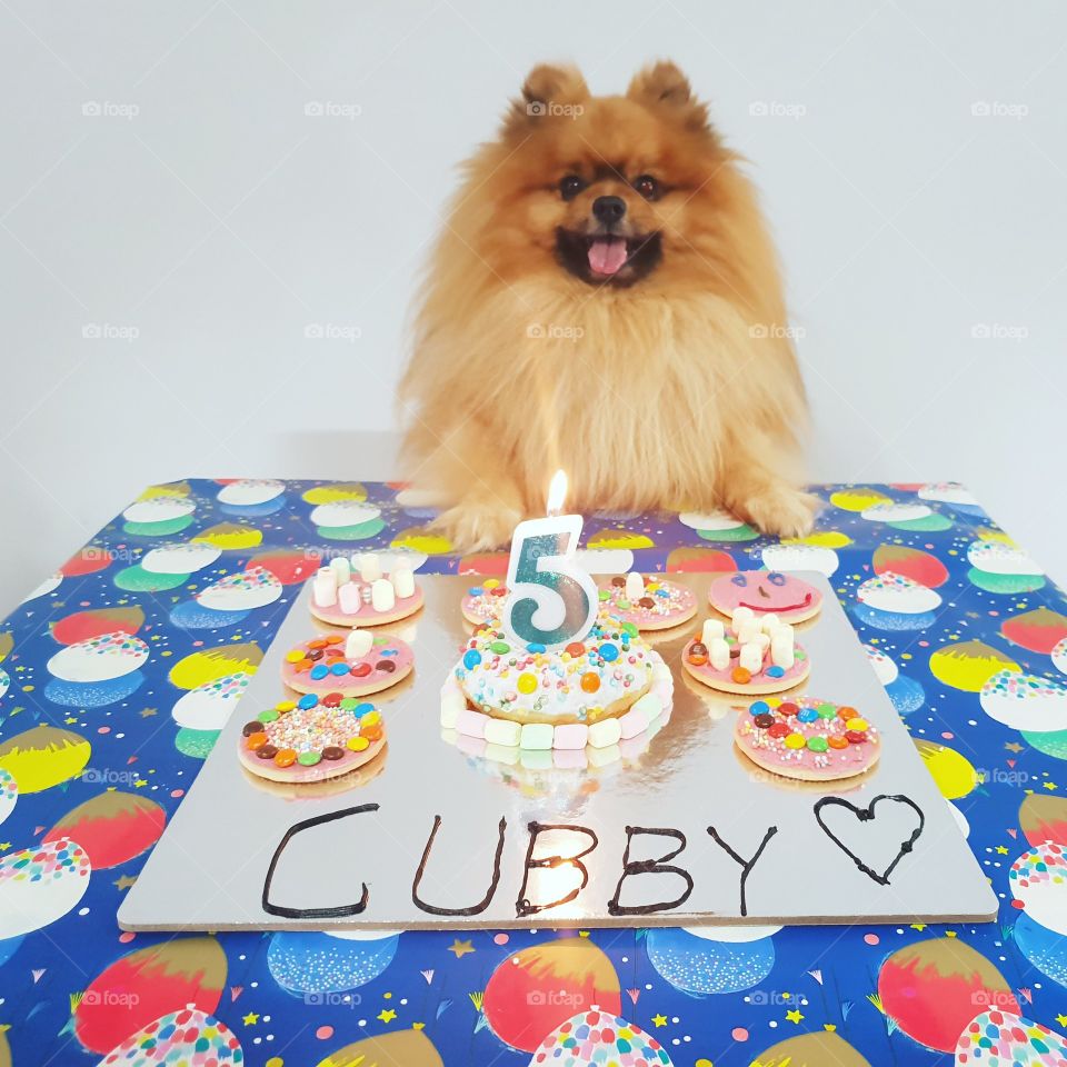 birthday dog, candle, cake, happy, dog, small