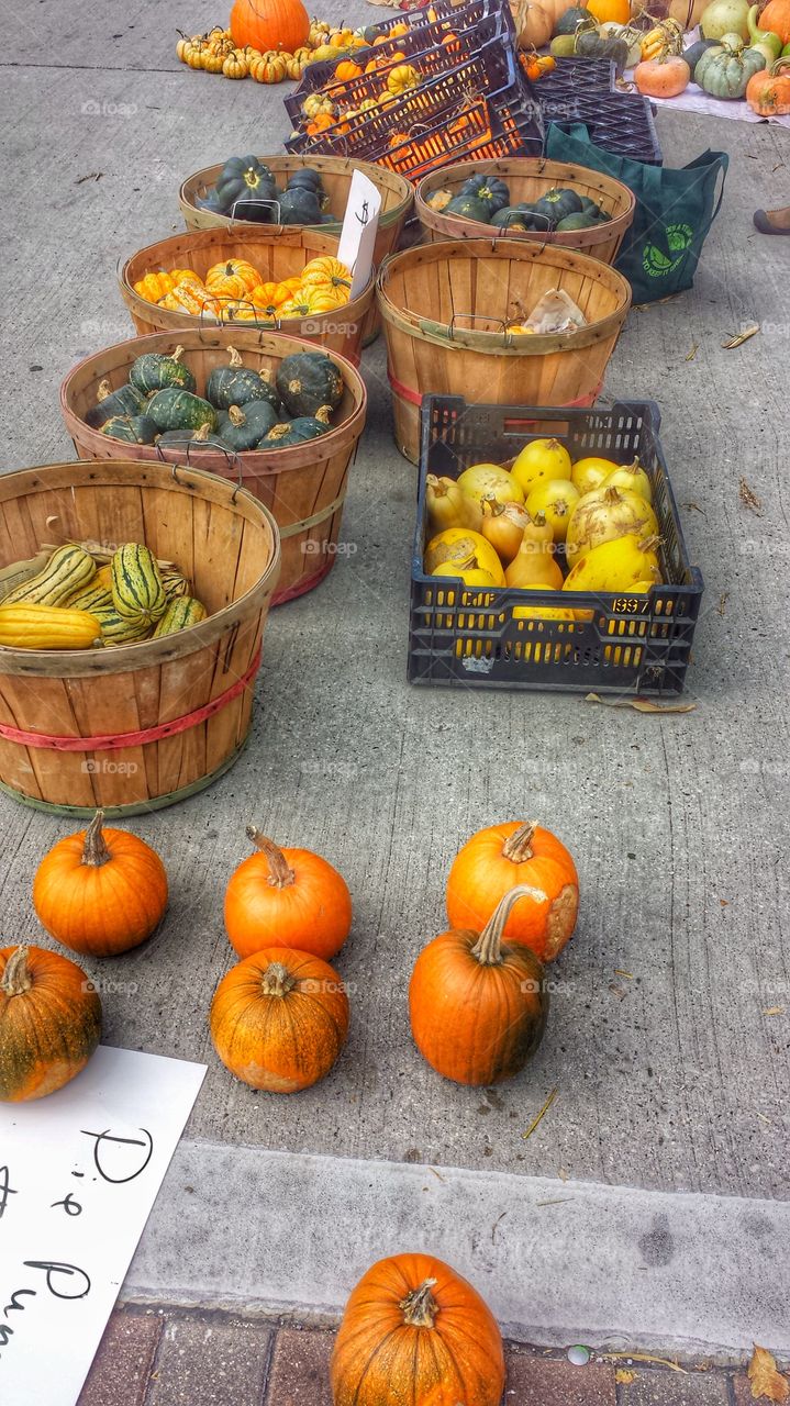 Pumpkins for Pies. Gourds & More