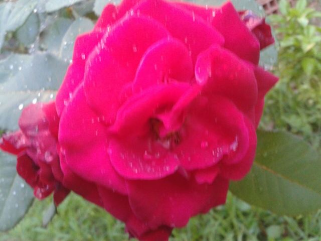 Flor