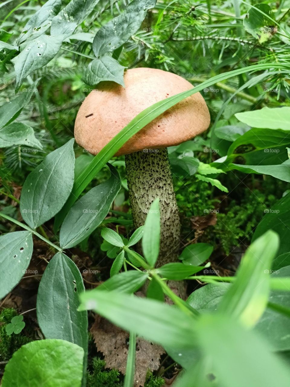 forest, mushroom, boletus