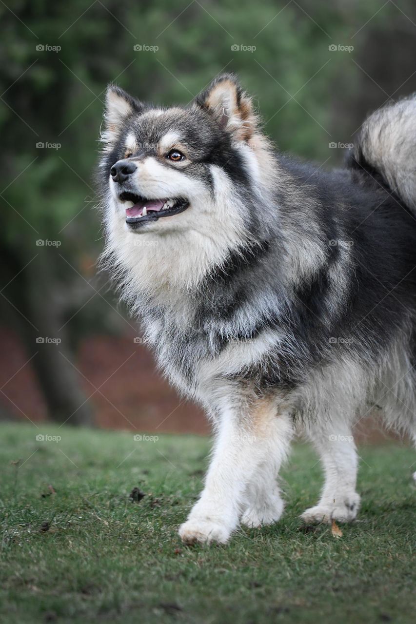 Portrait of a young Finnish Lapphund dog walking outdoors 