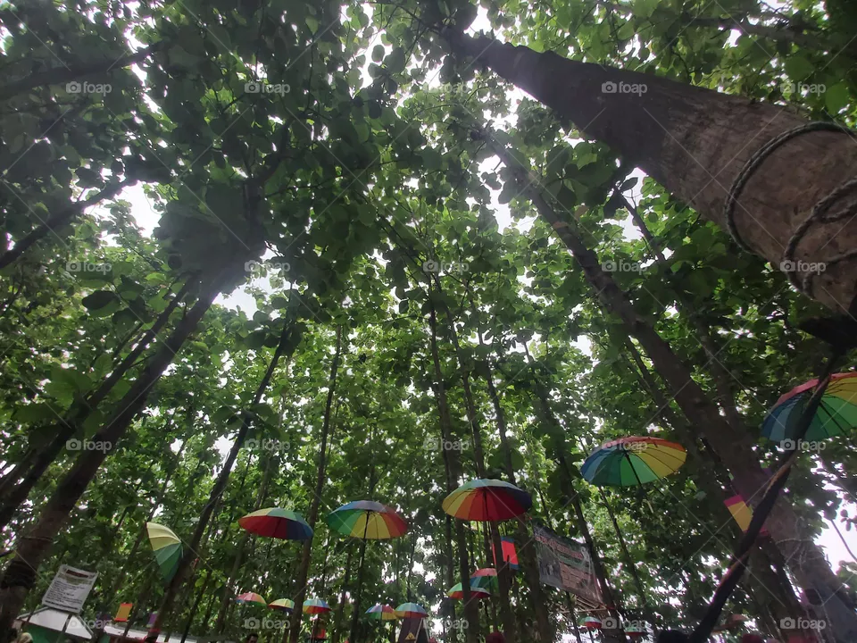 holiday in jungle
