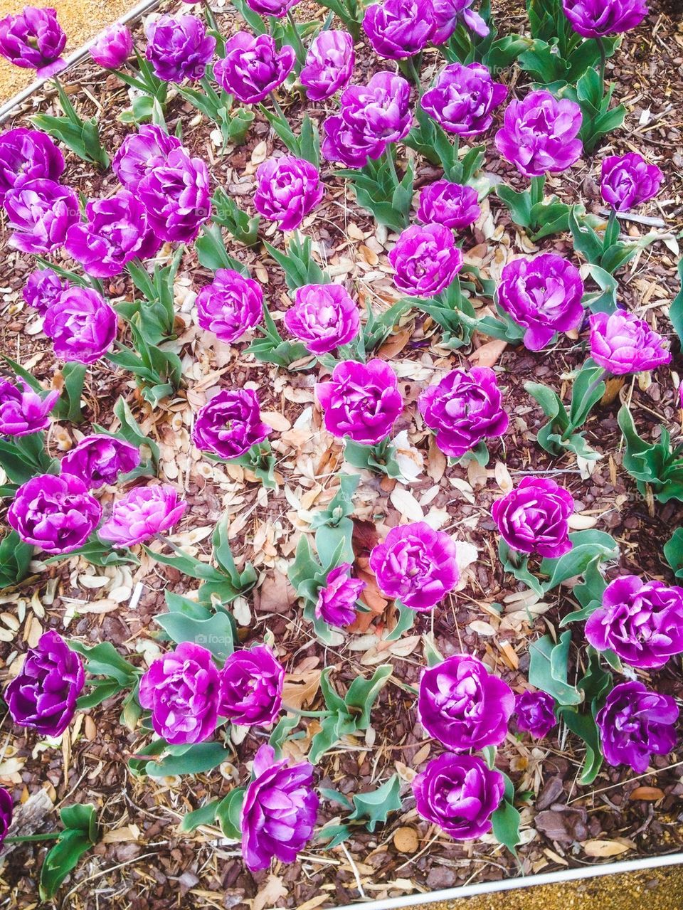 Tulips in Purple 