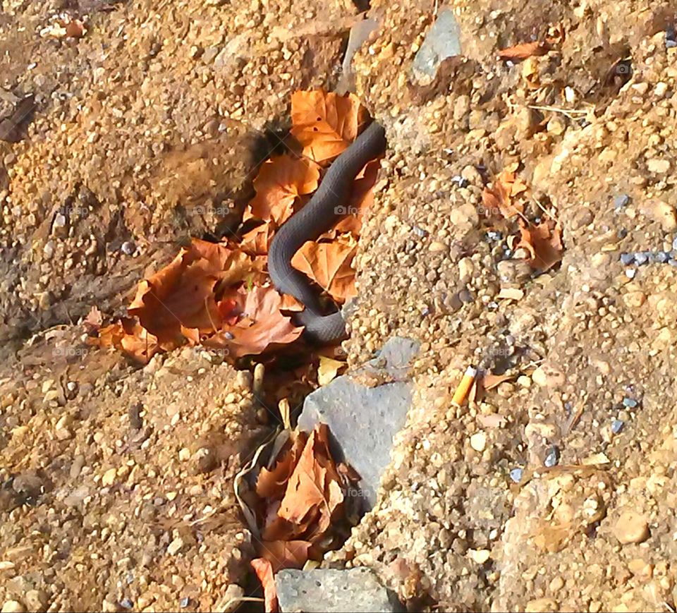 Snake found sunbathing during winter months in Maryland