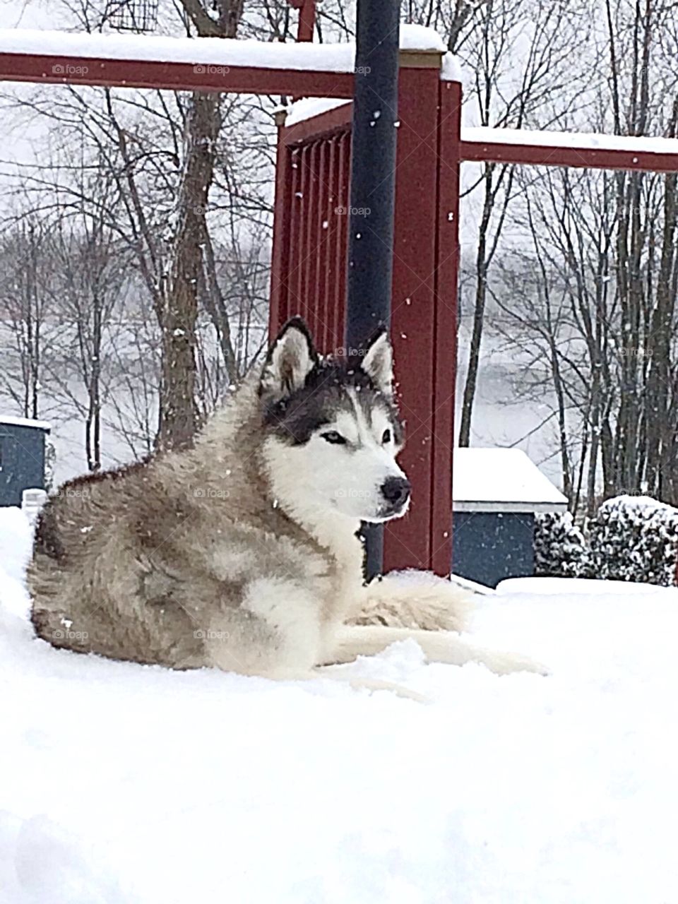 Incredible Husky Dogs