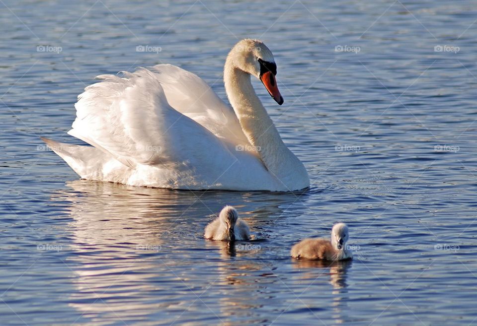 Swan family swimming on water