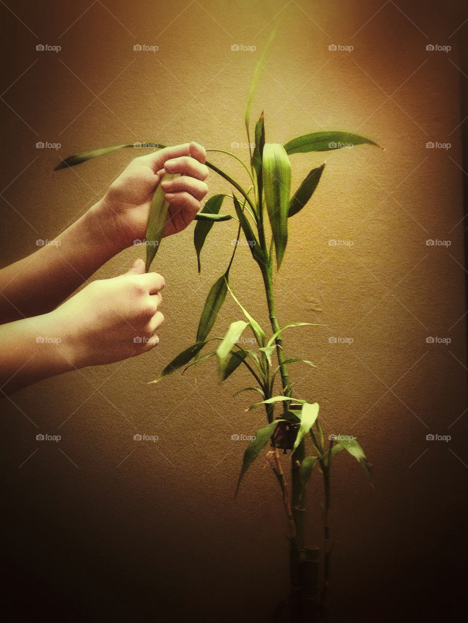 About hands and lucky plants...