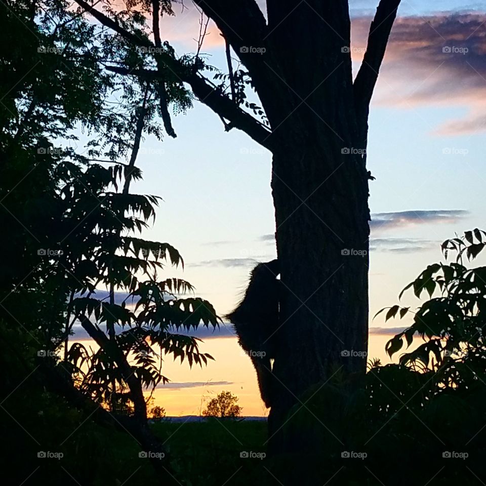 a real live porcupine