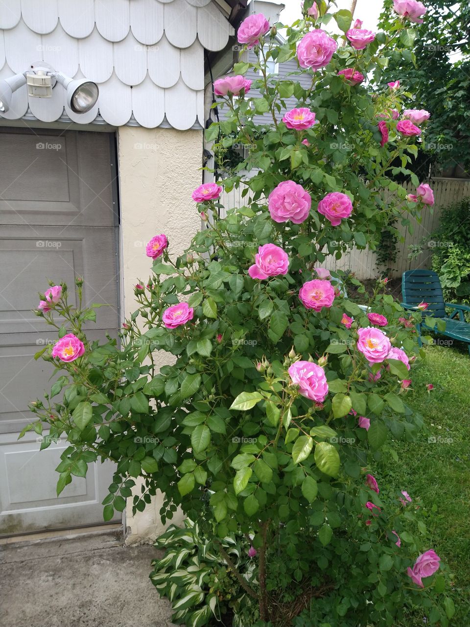 Rose in full bloom