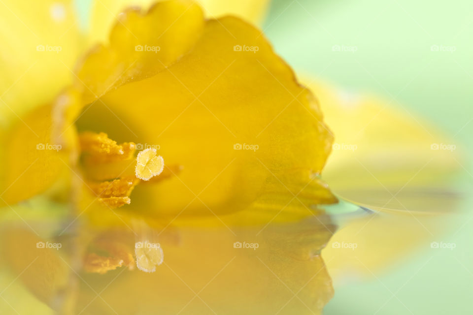 A close up macro portrait of a yellow daffodil flower floating on water. the flower casts a reflection on the mirrorlike water surface.