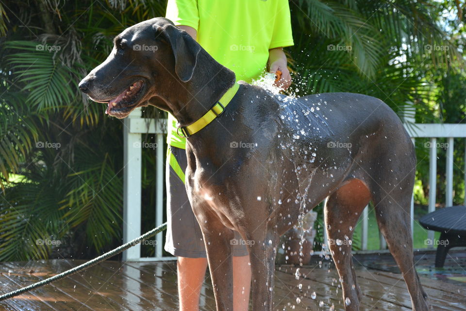 My son washing our big blue Great Dane 