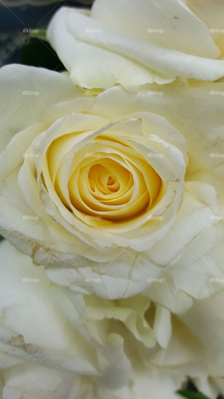 white rose