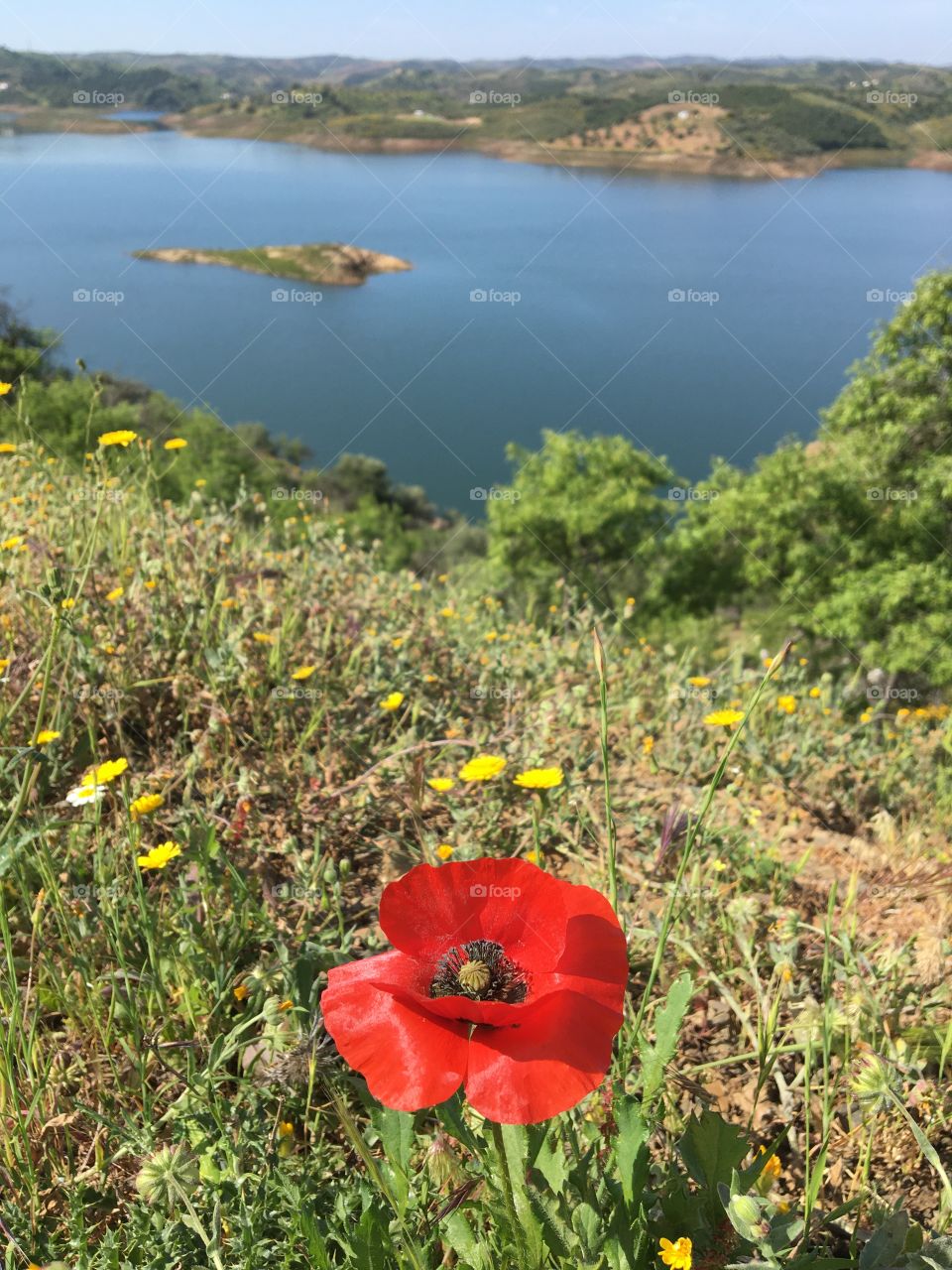 View on lake with poppy 