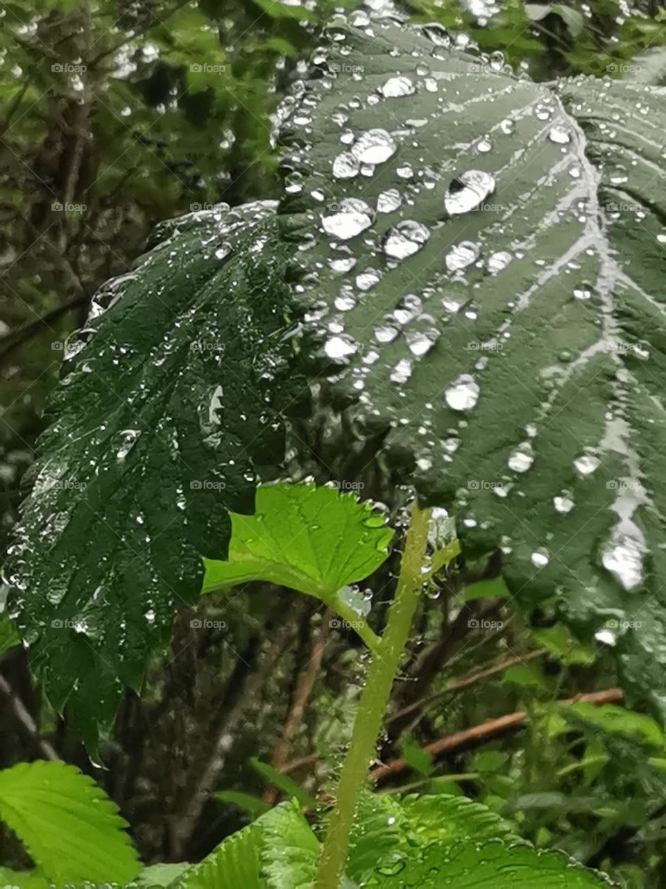 gotas de lluvia encima de una hoja después de una gran lluvia gran canaria