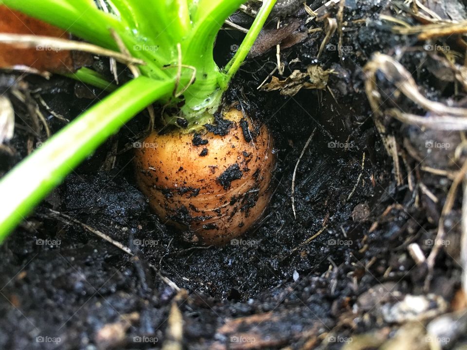 Bright orange carrot peeking out of the ground ready to be picked. 