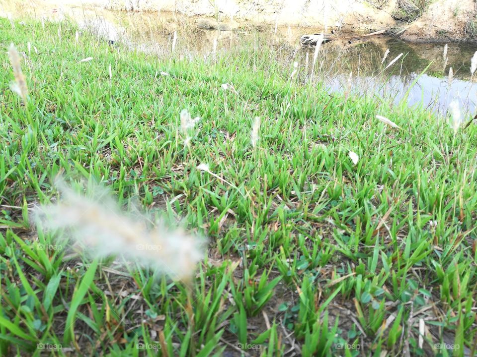 Grass