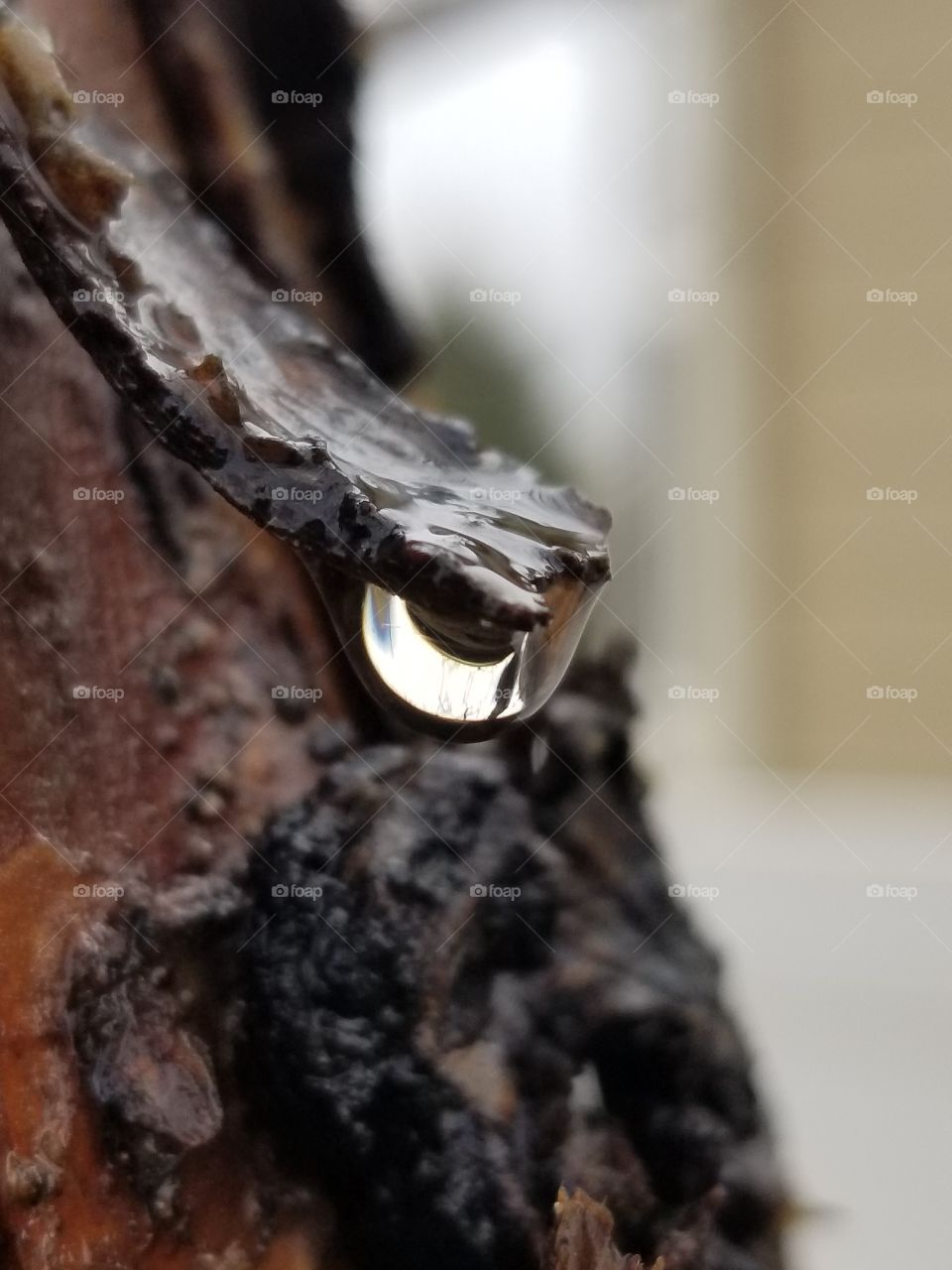 rain drop under tree bark