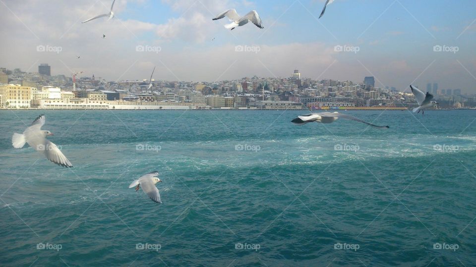 City 🏢 Flight 🕊️Seagulls🕊️ Architecture 🏢