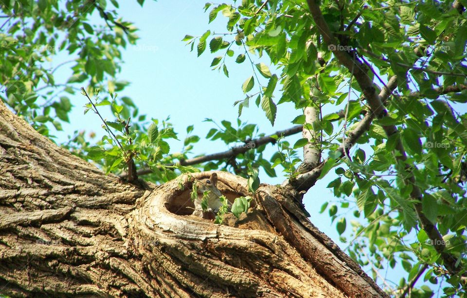 Squirrel on tree trunk