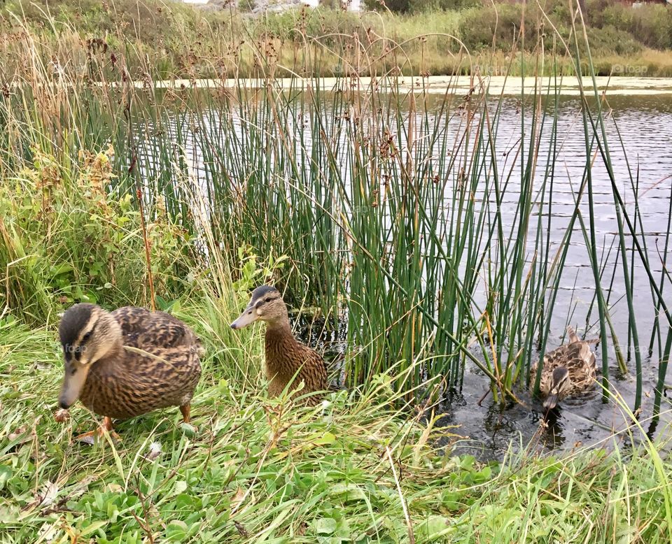 mallard