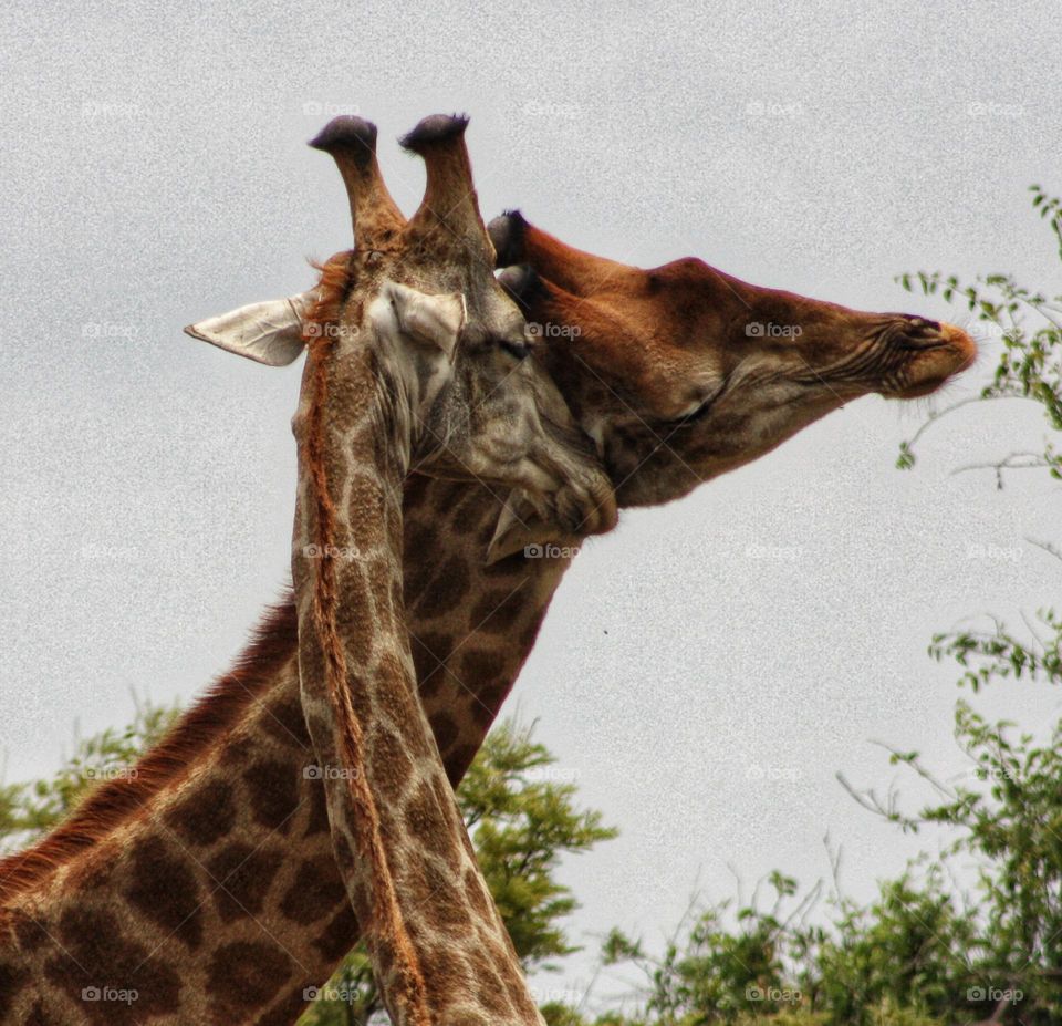 beautiful giraffe