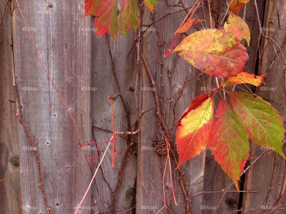 Autumn leaves transformation 