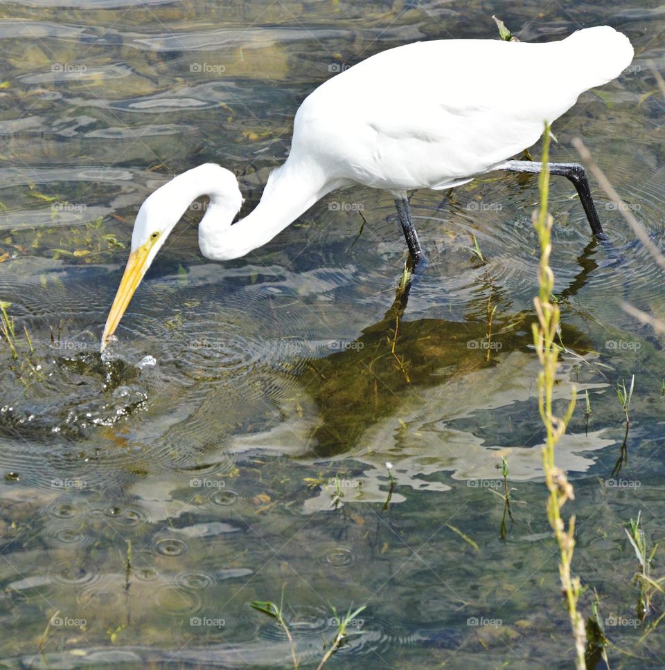 white egret fishing in the river