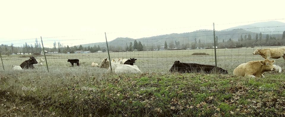 cow pastures