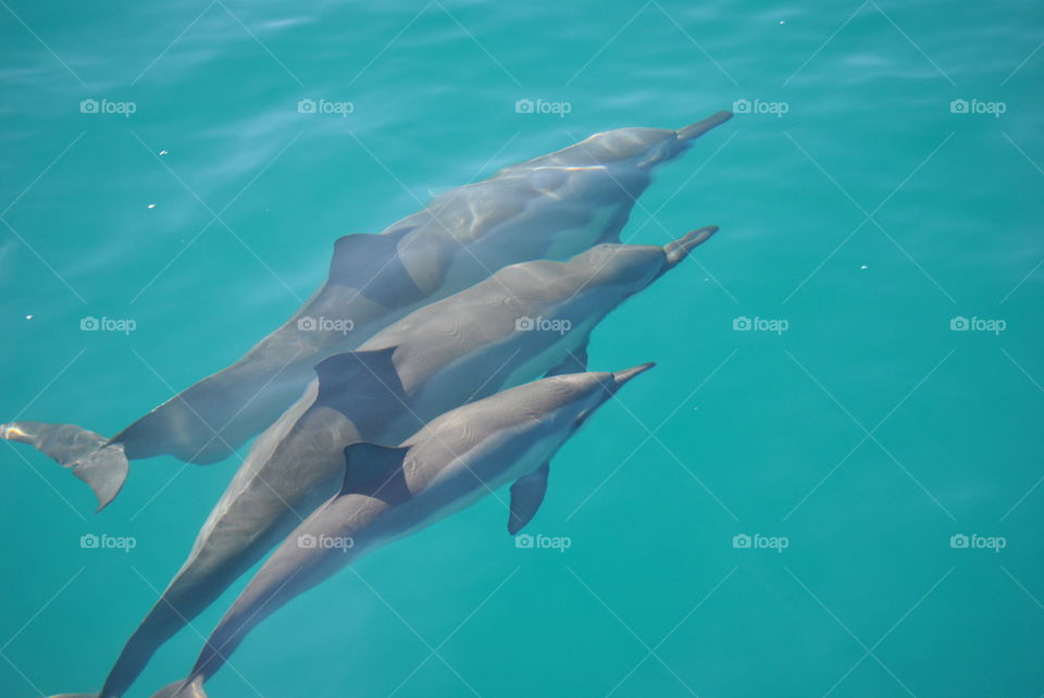 Dolphins 