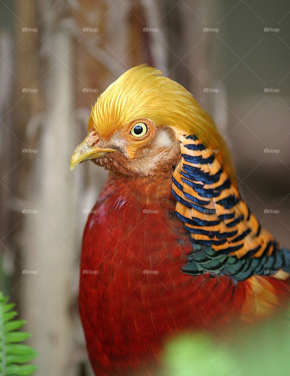 Golden Pheasant 