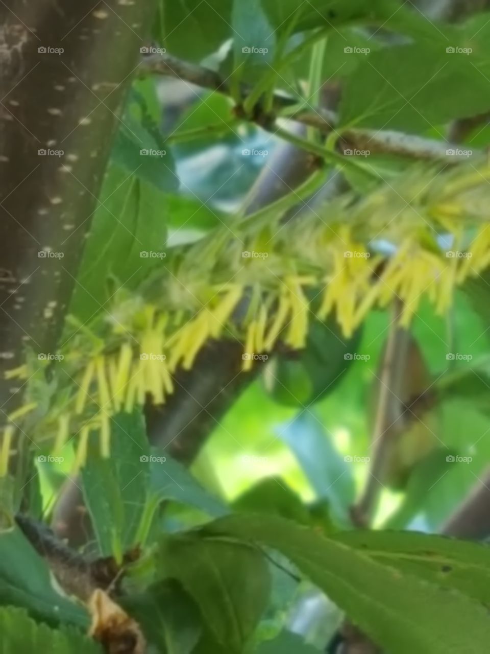 grass in flower