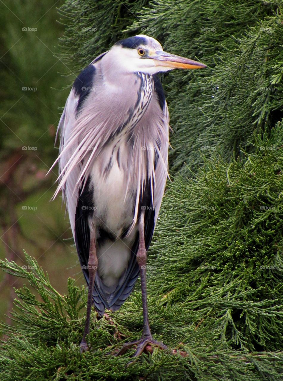 Perched