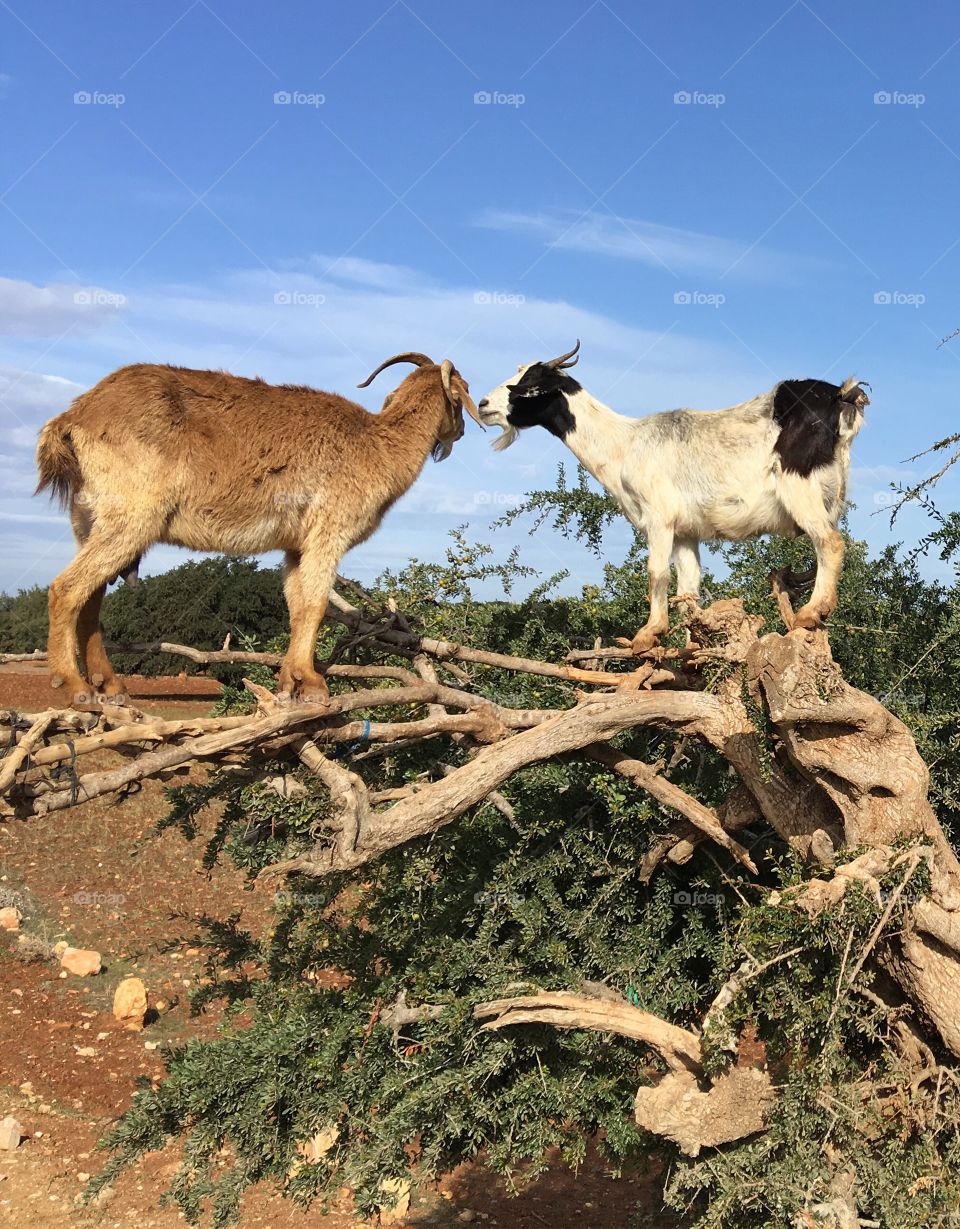 Goat tree