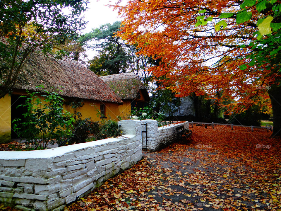 View of autumn trees near house