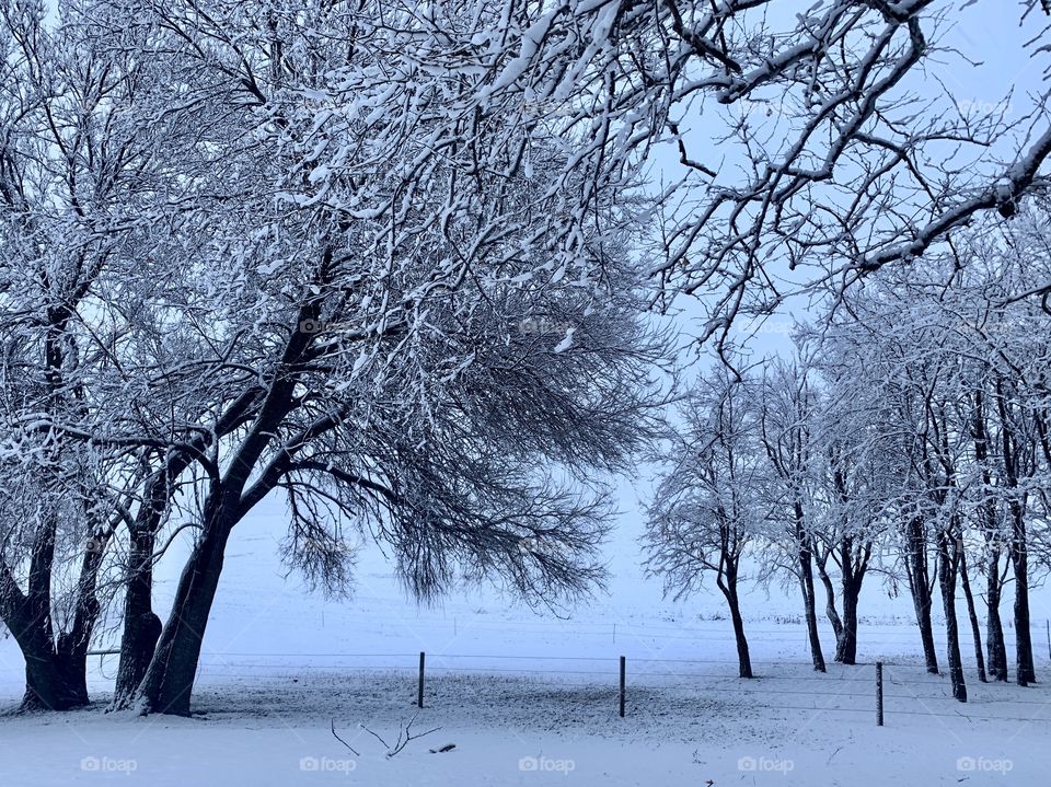 Large trees with snow-covered branches in a rural setting under a cloudy sky