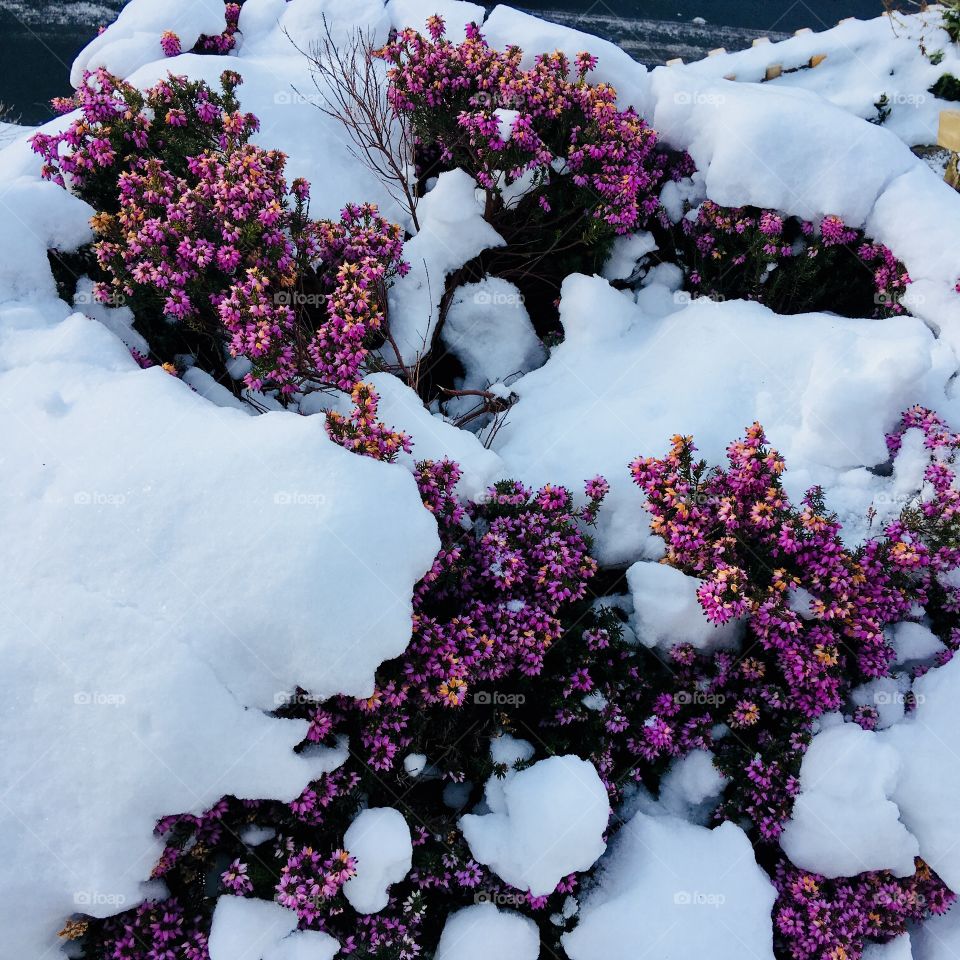 As spring breaks through and winter finally thaws - we get to see the gorgeous colours of nature and enjoy the contrast of seasons. 