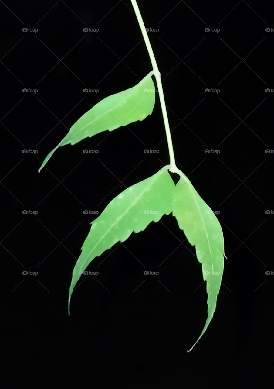 leaf