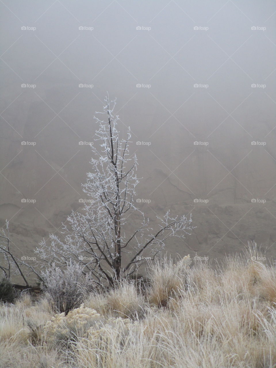 A fresh coat of frost on trees and wild grasses with Smith Rock slightly visible through morning fog on a Central Oregon morning. 