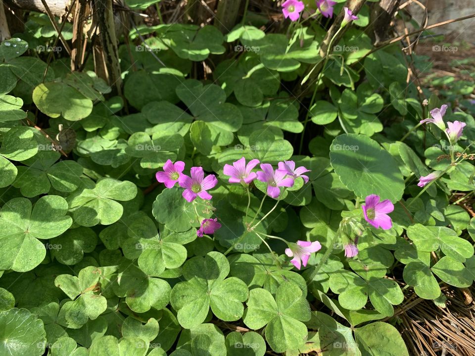 Eden Gardens State Park - With all the dismal news around the world - Take a walk through the park