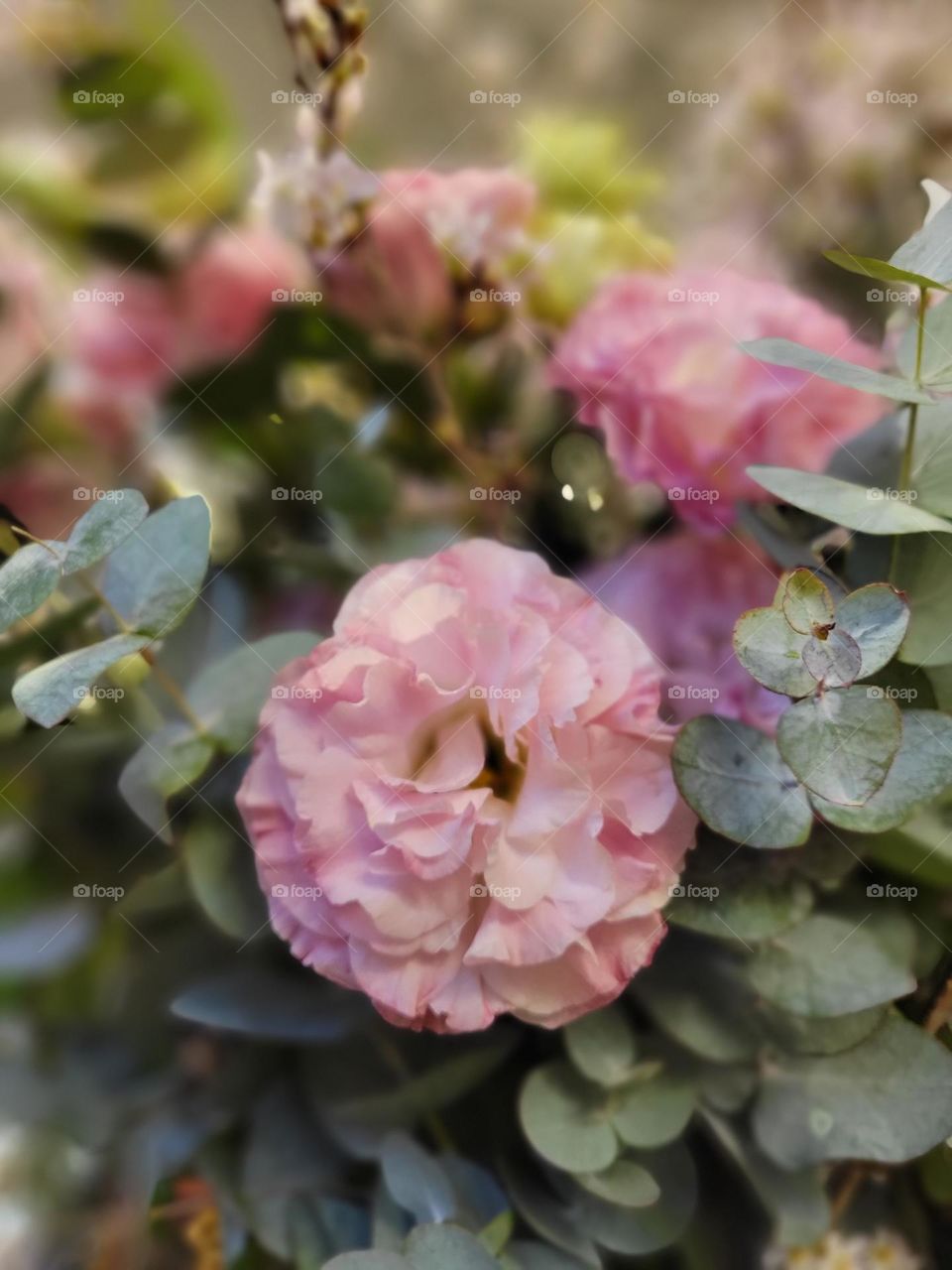 Pink Flowers Hong Kong