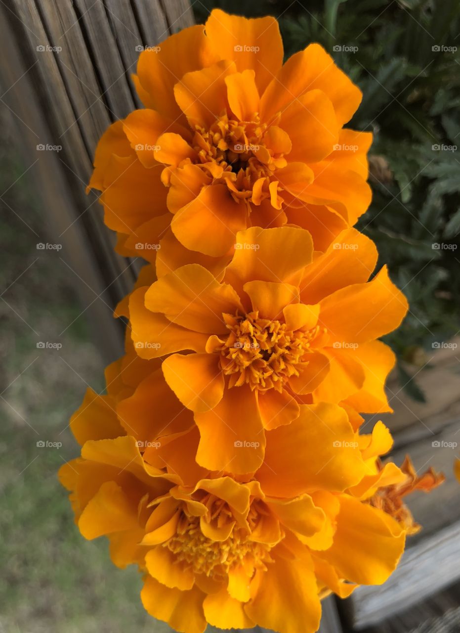 Marigolds in a flower box 
