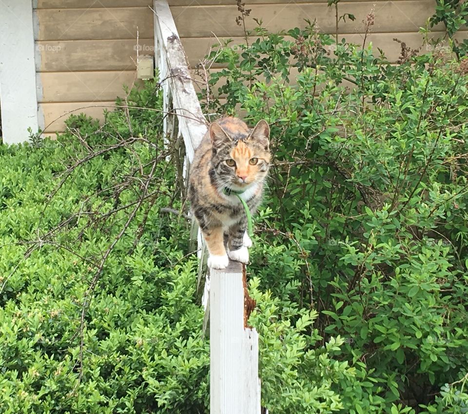 Cat is walking on the fence and looking into the camera