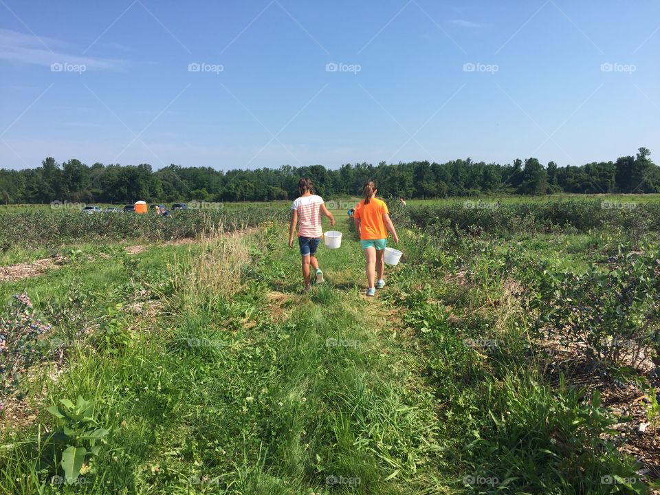 Blueberry picking 