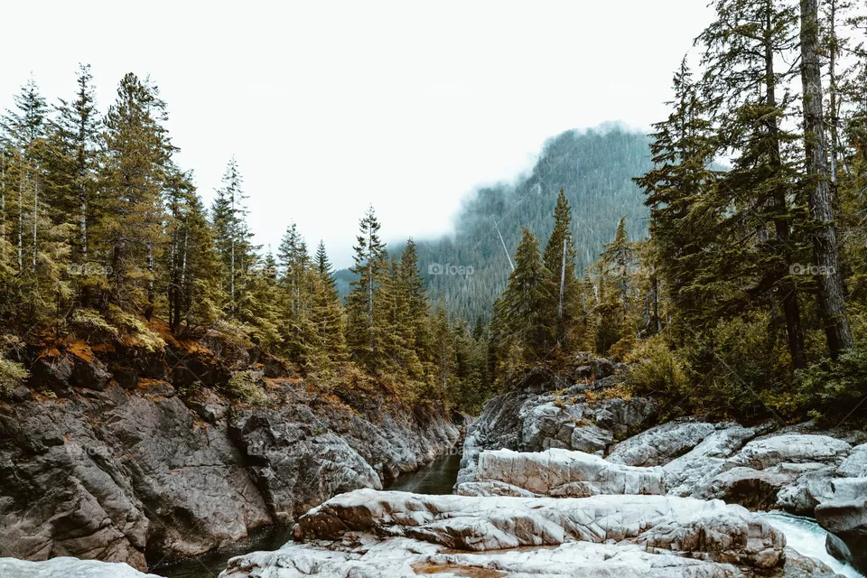 Snowy Forest