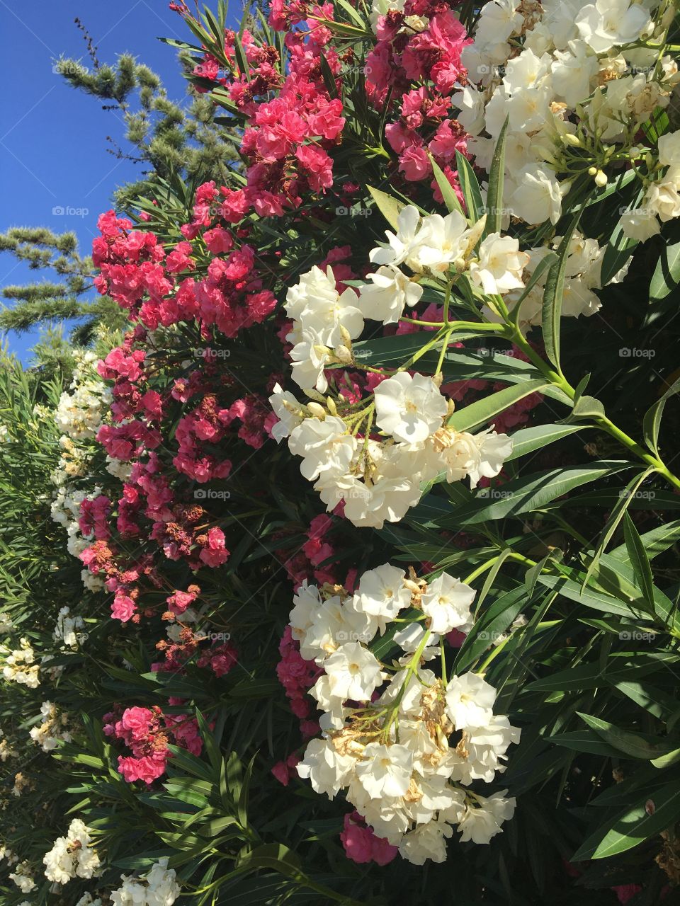 Oleander wall