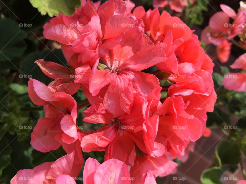 Geranium flowers blooming at outdoors