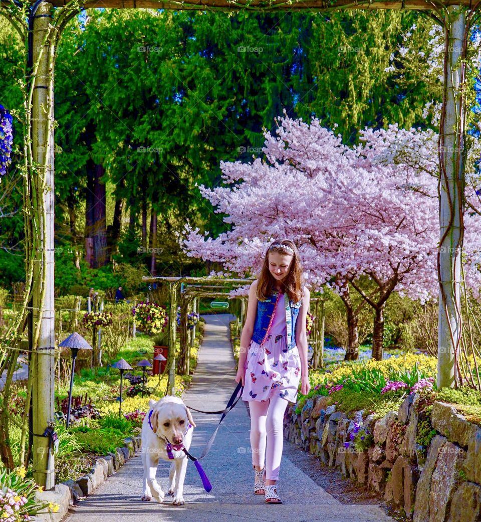 Walking my dog in a spring garden of blossoms and blooms