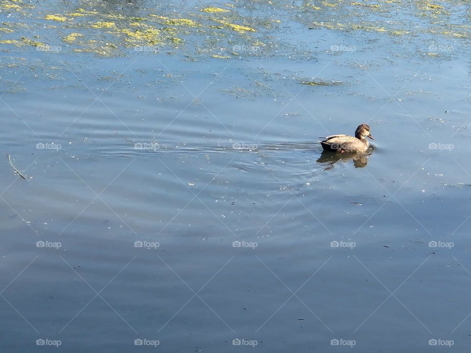 duck swimming away on the blue water in Oregon wetlands