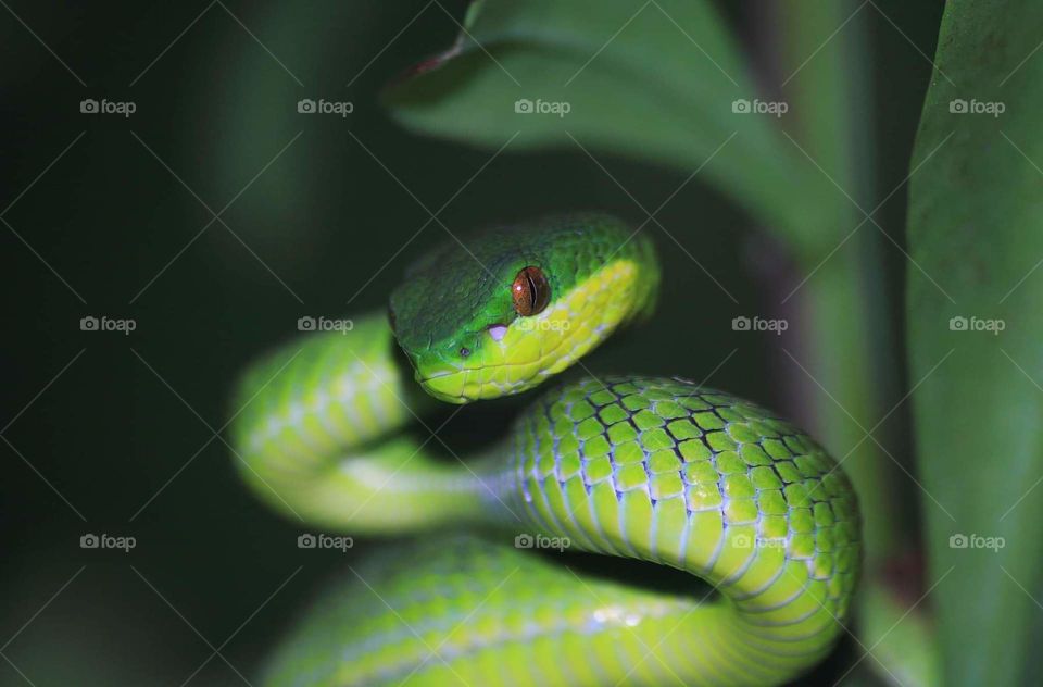 Pit Sunda Lesser Viper. Provide resistance, maintai its self - defence. As going on preparing as a way to keep the attacking style, or just show its body part . The snake's doing for camufladged very well at the green of leaf.