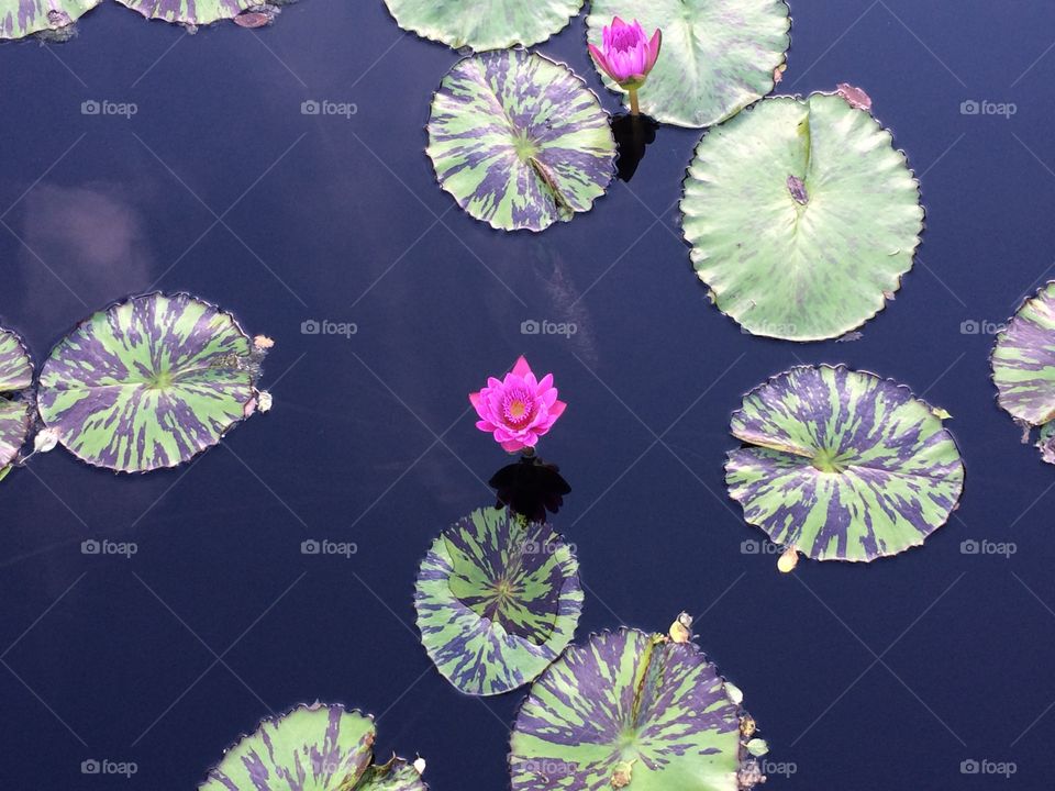 Lilly pads